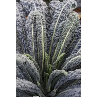 Compra COL KALE EBONY F1 (10.000 Semillas) en la tienda online Fito Agrícola