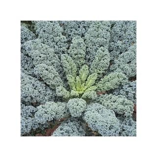 Compra COL KALE EDEN F1 (2.500 Semillas) en la tienda online Fito Agrícola