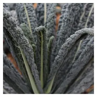 Compra COL KALE COBRA F1 (2.500 Semillas) en la tienda online Fito Agrícola