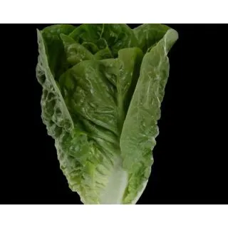 Compra LECHUGA KARIKAZO Píldora Sphera (25.000 Semillas) en la tienda online Fito Agrícola