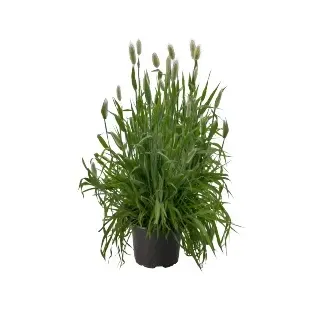 Compra LAGURUS BUNNY (144 Plantas). en la tienda online Fito Agrícola