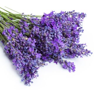 Compra LAVANDA ECOLÓGICA ME11 en la tienda online Fito Agrícola