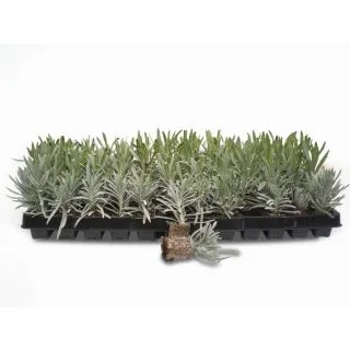 Compra LAVANDA ANGUSTIFOLIA (126 Plantas). en la tienda online Fito Agrícola