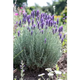 Compra LAVANDA STOECHAS PURPURA (126 Plantas). en la tienda online Fito Agrícola