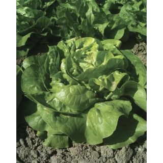 Compra LECHUGA LINFA Pildorada (25.000 Semillas) en la tienda online Fito Agrícola