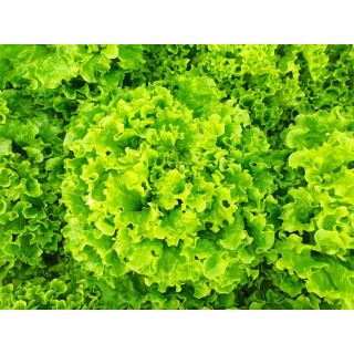 Compra LECHUGA ABIGALE Pildorada (1.000 Semillas) en la tienda online Fito Agrícola