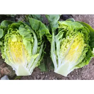 Compra LECHUGA ALATESTA Pildorada (10.000 Semillas). en la tienda online Fito Agrícola