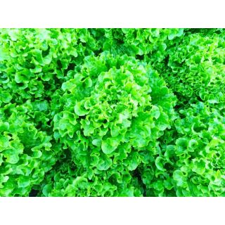 Compra LECHUGA ALBERTINA Pildorada (1.000 Semillas) en la tienda online Fito Agrícola