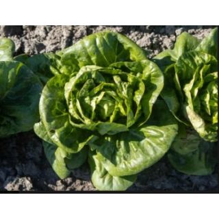 Compra LECHUGA ALMAGRERA Pildorada (10.000 Semillas) en la tienda online Fito Agrícola