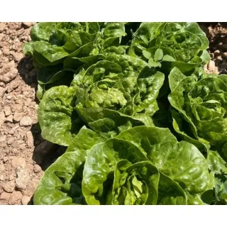 Compra LECHUGA ALPECHINA Pildorada (10.000 Semillas). en la tienda online Fito Agrícola
