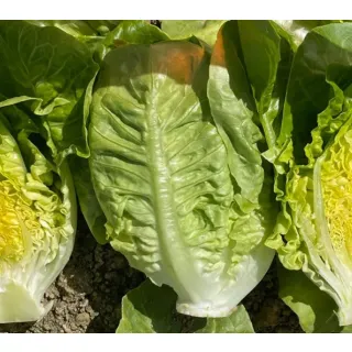Compra LECHUGA ALQUIJOTE Pildorada (10.000 Semillas). en la tienda online Fito Agrícola
