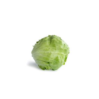 Compra LECHUGA AMENAS RZ Pildorada (5.000 Semillas). en la tienda online Fito Agrícola