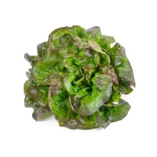 Compra LECHUGA ANTAINE RZ Pildorada (5.000 Semillas). en la tienda online Fito Agrícola