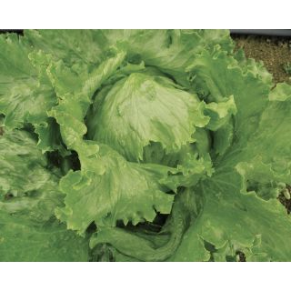 Compra LECHUGA APOLLO Pildorada (5.000 Semillas) en la tienda online Fito Agrícola