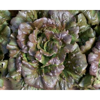 Compra LECHUGA ARIEL Pildorada (5.000 Semillas). en la tienda online Fito Agrícola