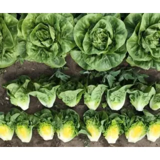 Compra LECHUGA BARRAMEDA Pildorada (10.000 Semillas). en la tienda online Fito Agrícola