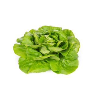 Compra LECHUGA BEDUINA RZ Pildorada (5.000 Semillas). en la tienda online Fito Agrícola