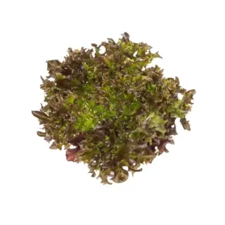 Compra LECHUGA BINEX RZ Pildorada (5.000 Semillas). en la tienda online Fito Agrícola