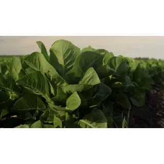 Compra LECHUGA BORATAL Pildorada (25.000 Semillas) en la tienda online Fito Agrícola