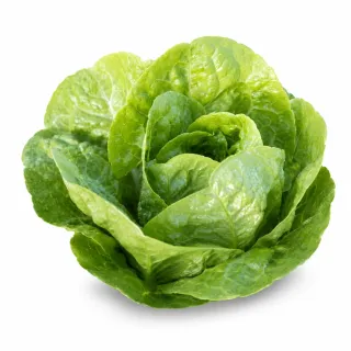 Compra LECHUGA CAPOEIRA Píldora Sphera (25.000 Semillas). en la tienda online Fito Agrícola