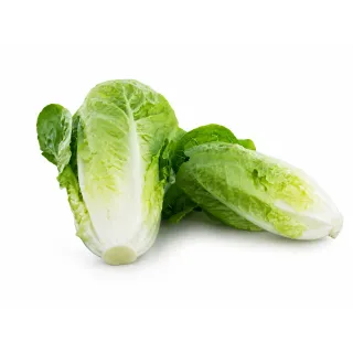 Compra LECHUGA CARIMBO Píldora Sphera (25.000 Semillas). en la tienda online Fito Agrícola
