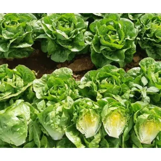 Compra LECHUGA CHURRUCA Pildorada (10.000 Semillas). en la tienda online Fito Agrícola