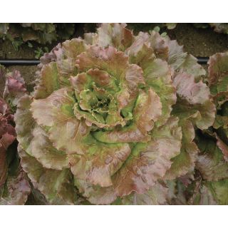 Compra LECHUGA COCKTAIL Pildorada (5.000 Semillas). en la tienda online Fito Agrícola