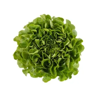 Compra LECHUGA COOK RZ Pildorada (5.000 Semillas). en la tienda online Fito Agrícola