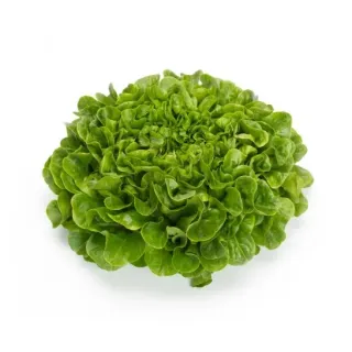 Compra LECHUGA COUSTEAU RZ Pildorada (5.000 Semillas). en la tienda online Fito Agrícola