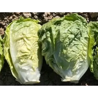 Compra LECHUGA DAMBURITA Pildorada (10.000 Semillas). en la tienda online Fito Agrícola