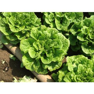 Compra LECHUGA DONADOR Pildorada (5.000 Semillas) en la tienda online Fito Agrícola