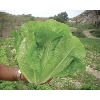 Compra LECHUGA DUNA Pildorada (5.000 Semillas) en la tienda online Fito Agrícola
