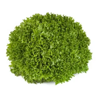 Compra LECHUGA EXPERTISE RZ Pildorada (5.000 Semillas). en la tienda online Fito Agrícola
