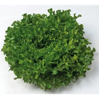 Compra LECHUGA EZATRIX Pildorada (10.000 Semillas). en la tienda online Fito Agrícola
