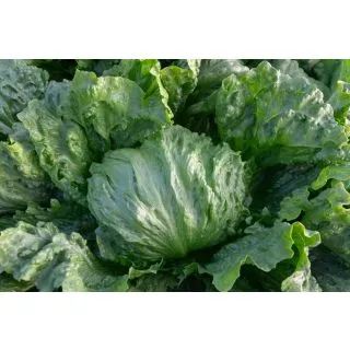 Compra LECHUGA GALDANA Pildorada Sphera (25.000 Semillas) en la tienda online Fito Agrícola