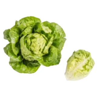 Compra LECHUGA GATSBI Pildorada (5.000 Semillas) en la tienda online Fito Agrícola