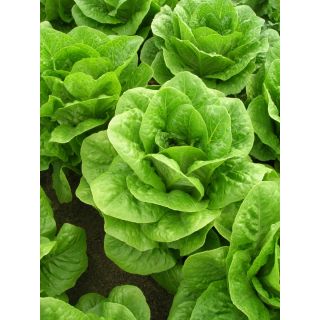 Compra LECHUGA BELDOR Pildorada (5.000 Semillas) en la tienda online Fito Agrícola