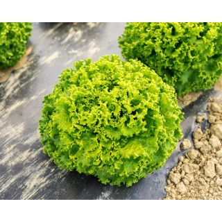 Compra LECHUGA GENTILE Pildorada (5.000 Semillas). en la tienda online Fito Agrícola