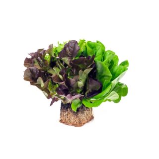 Compra LECHUGA GIBBARD RZ Pildorada (5.000 Semillas). en la tienda online Fito Agrícola
