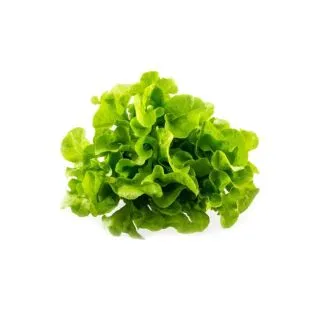 Compra LECHUGA HOJA DE ROBLE VERDE BABY LEAF ECOLÓGICO (50 gr.). en la tienda online Fito Agrícola