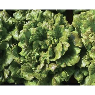 Compra LECHUGA INCANTO Pildorada (25.000 Semillas). en la tienda online Fito Agrícola
