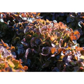 Compra LECHUGA INFINITIX Pildorada (10.000 Semillas). en la tienda online Fito Agrícola