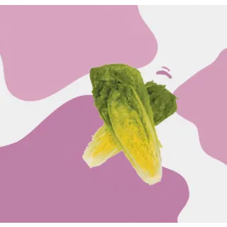 Compra LECHUGA INVERAL Pildorada (25.000 Semillas) en la tienda online Fito Agrícola