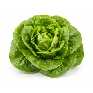 Compra LECHUGA YAMBU Píldora Sphera (25.000 Semillas) en la tienda online Fito Agrícola
