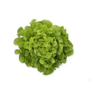 Compra LECHUGA KIDEN RZ Pildorada (5.000 Semillas). en la tienda online Fito Agrícola