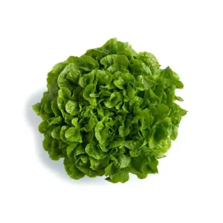 Compra LECHUGA KILEY RZ Pildorada (5.000 Semillas). en la tienda online Fito Agrícola