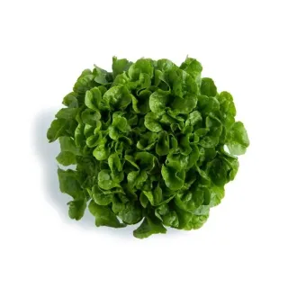 Compra LECHUGA KIMANI RZ Pildorada (5.000 Semillas). en la tienda online Fito Agrícola
