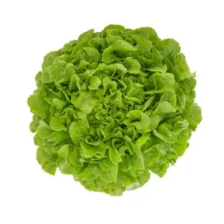 Compra LECHUGA KISHERI RZ Pildorada (5.000 Semillas). en la tienda online Fito Agrícola