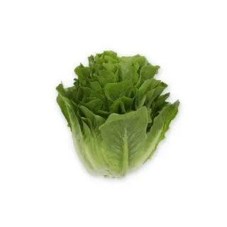 Compra LECHUGA KOBUKA RZ Pildorada (5.000 Semillas). en la tienda online Fito Agrícola