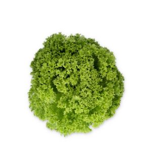 Compra LECHUGA LIADINE RZ Pildorada (5.000 Semillas). en la tienda online Fito Agrícola